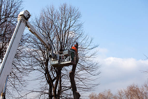 Viera West, FL Tree Care Company